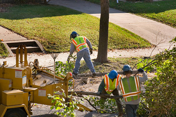 Trusted West Sand Lake, NY Tree Services Experts